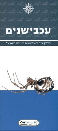 מדריך כיס לעכבישנים נפוצים בישראל