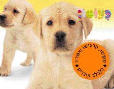 כלבלב וחברים-סדרת פעוטון