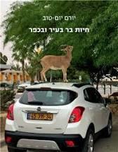 חיות בר בעיר ובכפר