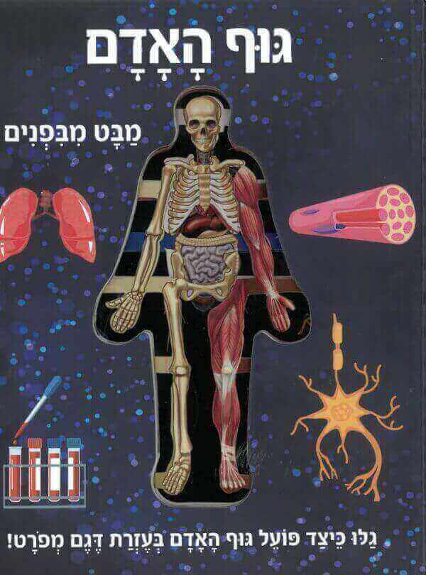 גוף האדם מבט מבפנים