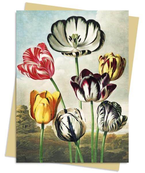 כרטיס ברכה צומת TULIPS
