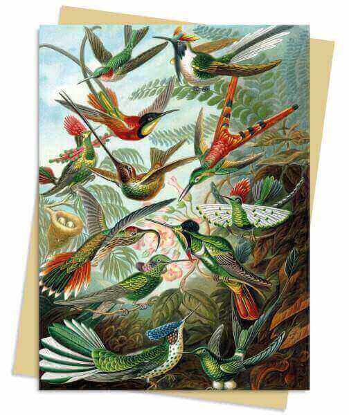 כרטיס ברכה צומת HUMMINGBIRDS