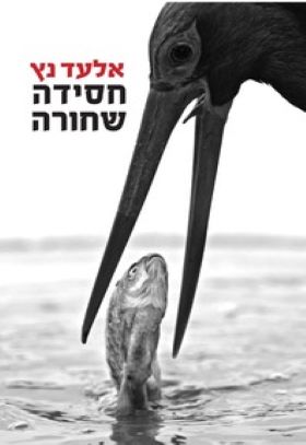 חסידה שחורה