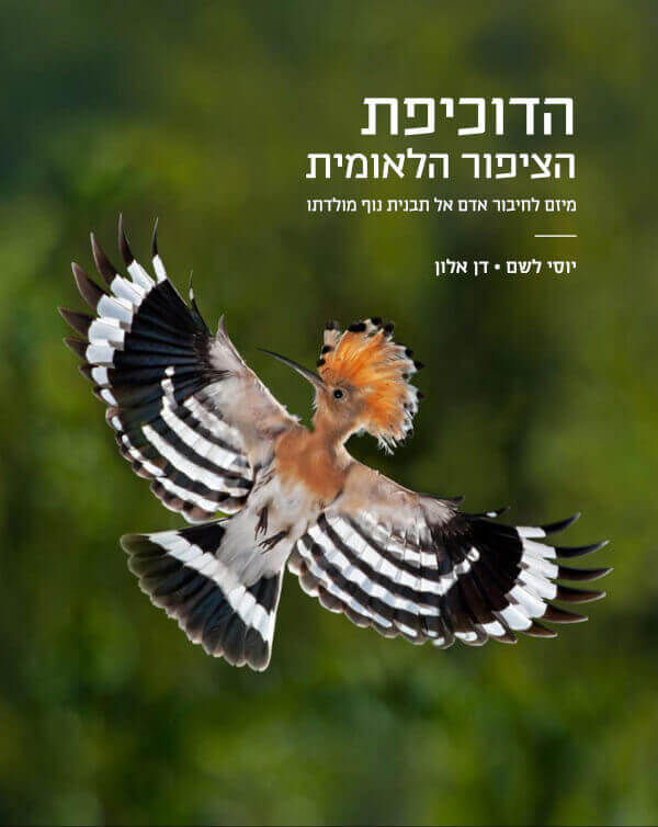 הדוכיפת שרצתה לאכול שוקולד